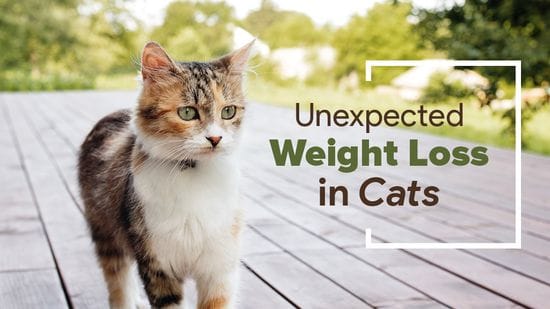Symptoms & Causes of Weight Loss in Cats
